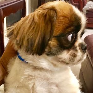 Meet your Posher, Vik